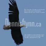Bay Roberts EAGLE2une 24 2007