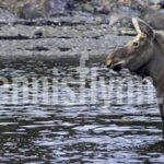 Conception Harbour Moose by Bob Keatings